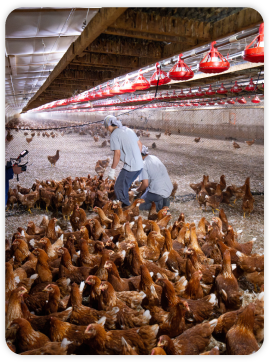 Paragon Poultry Services