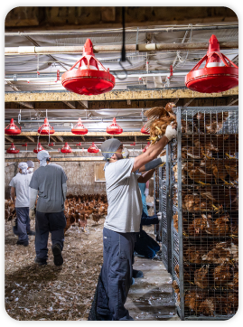 Paragon Poultry Services