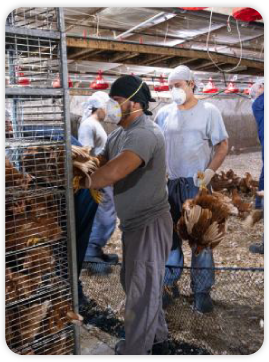 Paragon Poultry Services